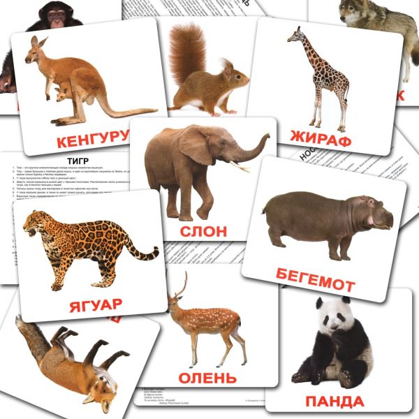 Карточки Домана Дикие животные