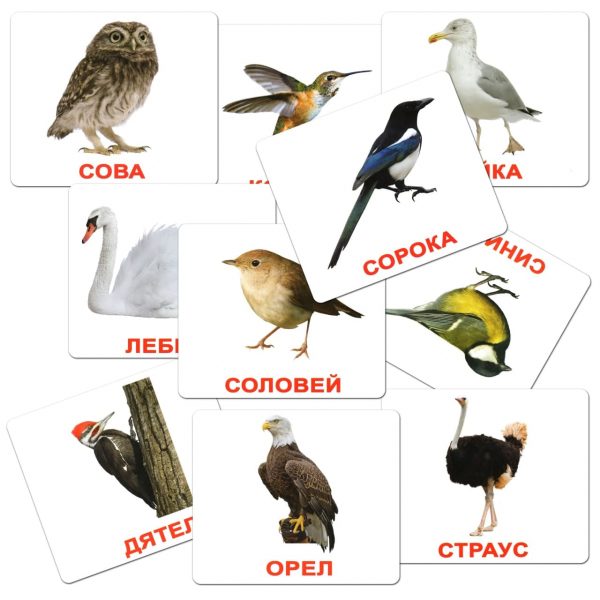 Картки Домана Птахи