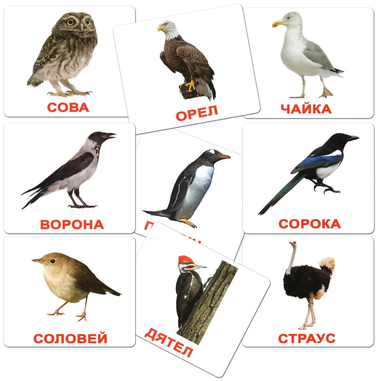Набор карточек с изображение птиц
