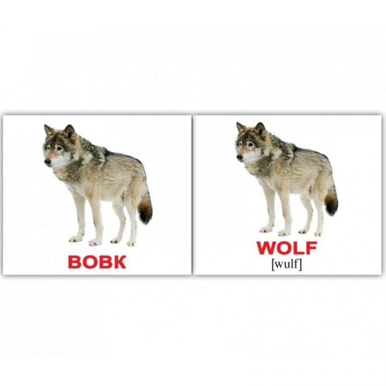 43 зубастых загадки про волка для детей: изучаем зверей