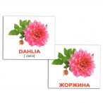 Міні картки Домана Квіти