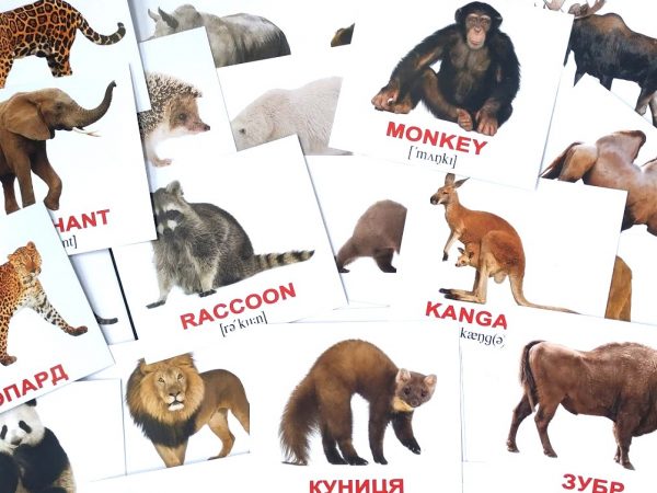 Как выбрать карточки Домана? Как выбрать карточки Домана?